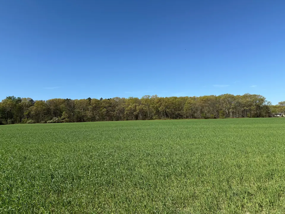 Campo agrícola na primavera