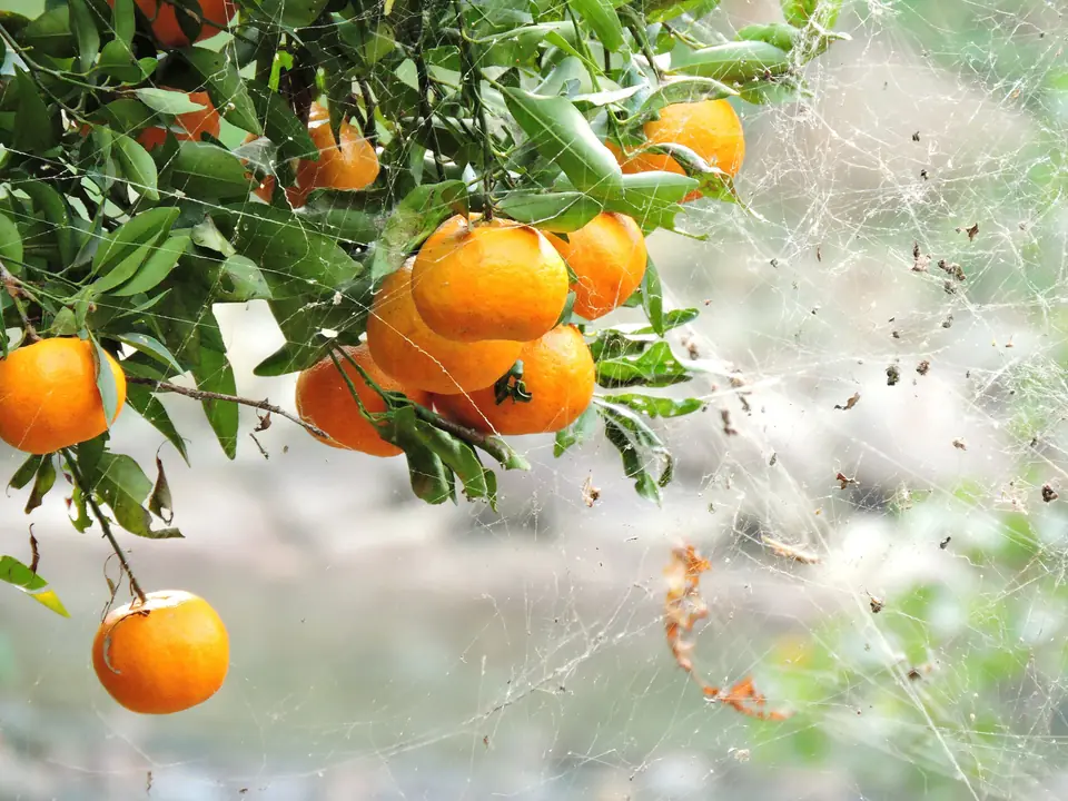 Laranjas maduras num pomar